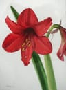 Imagen de perfil de Amaryllis